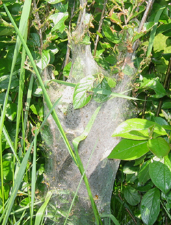 Chenilles de la livr&eacute;e d'Am&eacute;rique.